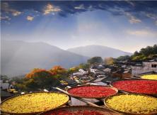 【9月游婺源】婺源賞秋、屯溪老街雙飛三日游 【9月游婺源】婺源賞秋、屯溪老街雙飛三日游