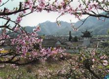 揚州個園、李中水上森林、興化油菜花+泰州老街三日游