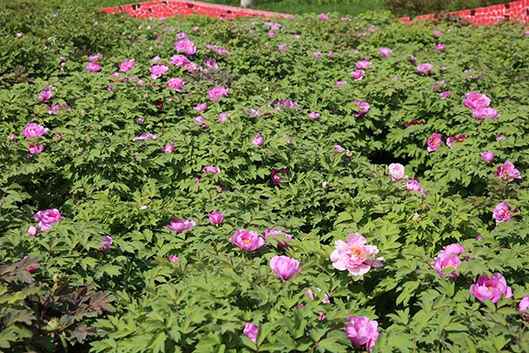 牡丹園