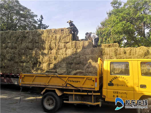 屯糧過冬！南山公園動(dòng)物園購入32噸干草