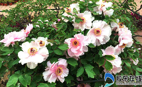 煙臺農博園內的牡丹花