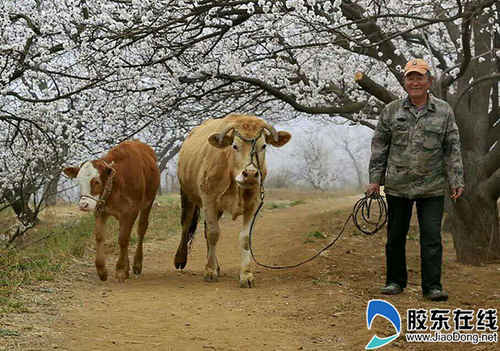 黃牛老農傍花歸 萊陽小山村4000多株杏樹開花美成畫