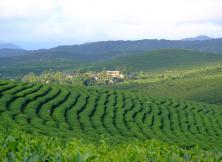 【專列】云南、貴州、張家界15日游 【專列】云南、貴州、張家界15日游