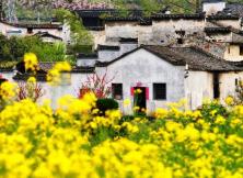 嘉華旅游---婺源賞油菜花+觀民宅四日游 嘉華旅游---婺源賞油菜花+觀民宅四日游