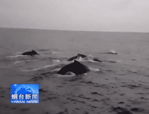 蓬萊長島海域出現鯨魚群 蓬萊長島海域出現鯨魚群