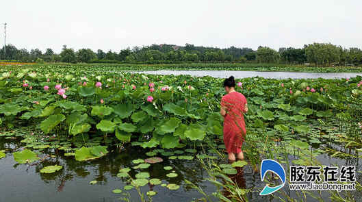 朱巖河荷花盛開 吸引眾多市民前來賞花游玩