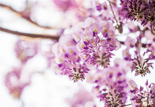 南山旅游景區(qū)-千年紫藤