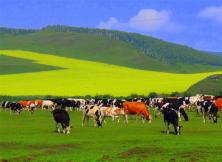 尊享阿爾山、呼倫貝爾大草原、濕地、白樺林雙飛6日游