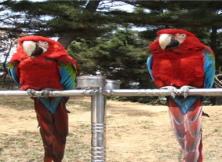 北方的香格里拉（九頂塔）+小長隆之稱（野生動物世界）三日游