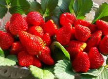 5月7日草莓采摘+午餐羊湯 +合盧寺+文博苑 祈福踏青之旅 5月7日草莓采摘+午餐羊湯 +合盧寺+文博苑 祈福踏青之旅