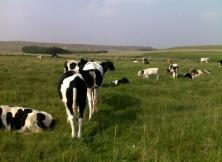 阿爾山、巴彥胡碩草原、滿洲里、額爾古納、根河濕地全景雙飛六日游 阿爾山、巴彥胡碩草原、滿洲里、額爾古納、根河濕地全景雙飛六日游