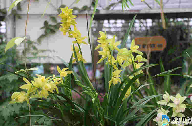 高清：煙臺農博園花樣迎新春 上百種蘭花美不勝收