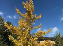 天池、吐魯番、喀納斯雙飛 8 日游