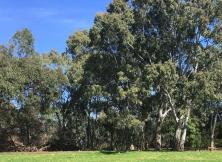 黃山黃山+畫里鄉村宏村+特價雙飛四日游