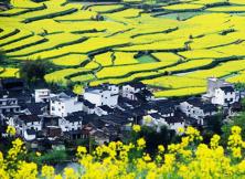 【2021賞花季】婺源篁嶺、千島湖雙飛四日游