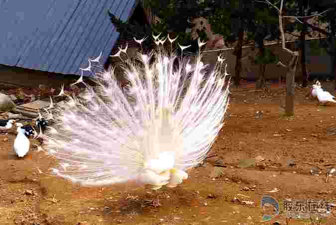美哉!煙臺動物園數只孔雀競相開屏(組圖) 美哉!煙臺動物園數只孔雀競相開屏(組圖)