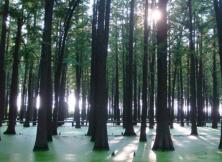 【五一假期】連云港伊甸園、揚州瘦西湖、李中水上森林汽車三日游 【五一假期】連云港伊甸園、揚州瘦西湖、李中水上森林汽車三日游