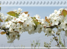 萊陽賞梨花一日游 萊陽賞梨花一日游