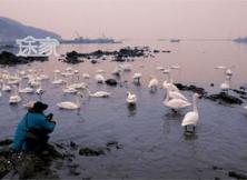 精靈返鄉賞天鵝試飛 觀百年草房 游魅力海洋 特惠50元