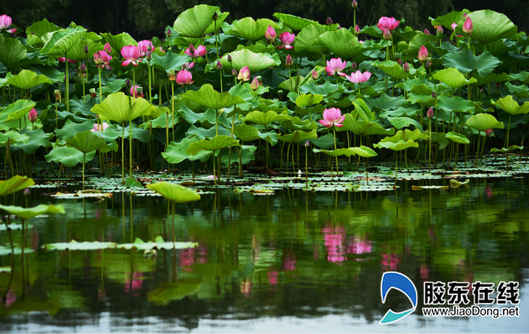 朱巖河荷花盛開，吸引市民賞花游玩