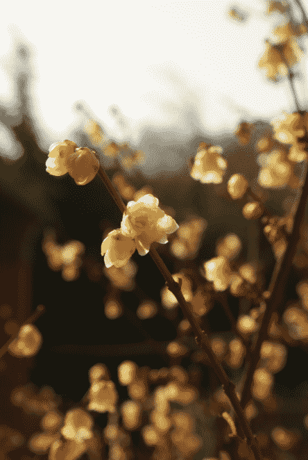 赤山景區(qū)禪音裊裊 臘梅花開鐵骨錚錚