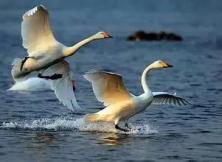 大美威?！窍愫！ぬ禊Z湖度假小鎮(zhèn)+煙墩角天鵝湖+茅草房一日游