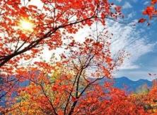 11月12日威海眠虎嶺賞楓葉、銀杏林、品農家美食 11月12日威海眠虎嶺賞楓葉、銀杏林、品農家美食