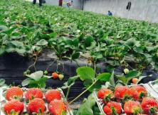 【踏春之行●親子游】 山后人家生態園高大上采摘 【踏春之行●親子游】 山后人家生態園高大上采摘