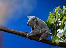 澳然新動-澳新尊享全景12日 澳然新動-澳新尊享全景12日