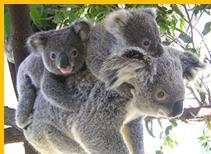 嘉華旅游--澳新凱墨海陸空12日精華游 嘉華旅游--澳新凱墨海陸空12日精華游