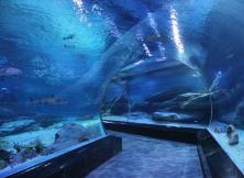 【中秋假期】:蓬萊極地海底世界一日游 【中秋假期】:蓬萊極地海底世界一日游