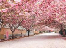 萊陽濯村櫻花之旅 特惠58元 萊陽濯村櫻花之旅 特惠58元