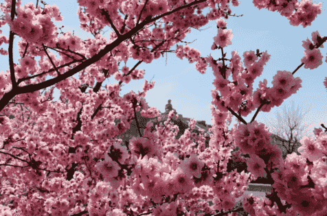 這個清明節 跟著花樣姐姐“花漾”南山