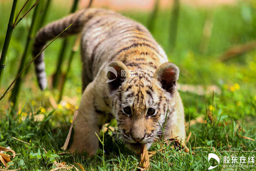 055月21日在煙臺(tái)南山公園動(dòng)物園拍攝的東北虎幼仔。 膠東在線記者 李剛 攝
