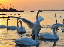 滴水灣溫泉+煙墩角賞天鵝純玩兩日游