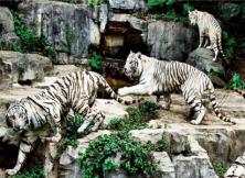 【新亞之旅】廣州長隆純玩雙飛五日游