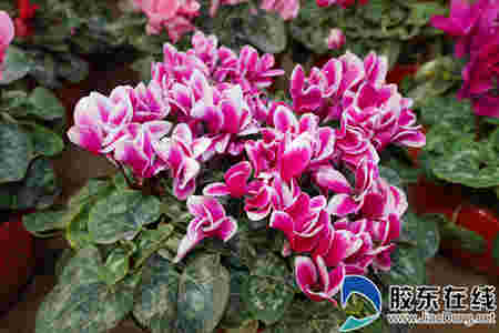 【新春走基層】熱銷中!春節臨近煙臺市民紛紛走進花圃選購鮮花(圖) 【新春走基層】熱銷中!春節臨近煙臺市民紛紛走進花圃選購鮮花(圖)