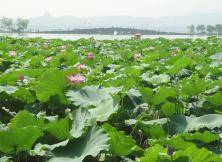 五一:西塘、烏鎮(zhèn)、杭州普通大巴周末純玩游 五一:西塘、烏鎮(zhèn)、杭州普通大巴周末純玩游