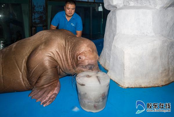 冰鎮(zhèn)魚罐頭