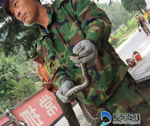 國家二級保護動物黑眉蝮蛇蓬萊艾山放生(圖)
