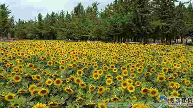 【特色小鎮】萊州市驛道鎮:打造美麗村莊