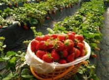 【推薦路線】草莓采摘+乳山滴水灣溫泉 度假休閑二日游 【推薦路線】草莓采摘+乳山滴水灣溫泉 度假休閑二日游