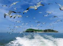 煙臺(tái)周邊：威海海驢島一日游（周六日發(fā) ）