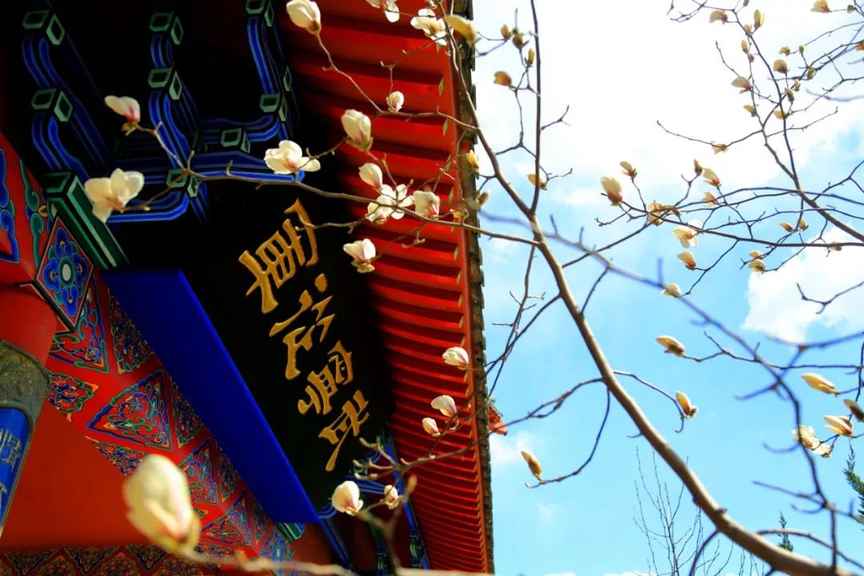 清明踏青賞花|石島赤山花開攻略