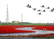 嘉華旅游---東營黃河口濕地公園、壽光林海攝影美食純玩兩日游 嘉華旅游---東營黃河口濕地公園、壽光林海攝影美食純玩兩日游