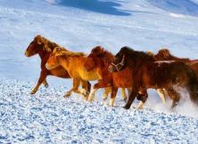 賞雪游·壩上雪原·森林溫泉·小布達(dá)拉宮5日跟團(tuán)游 賞雪游·壩上雪原·森林溫泉·小布達(dá)拉宮5日跟團(tuán)游