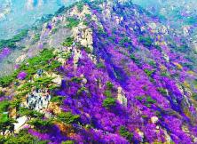 花開黃島”—— 青島大珠山賞杜鵑一日游 花開黃島”—— 青島大珠山賞杜鵑一日游