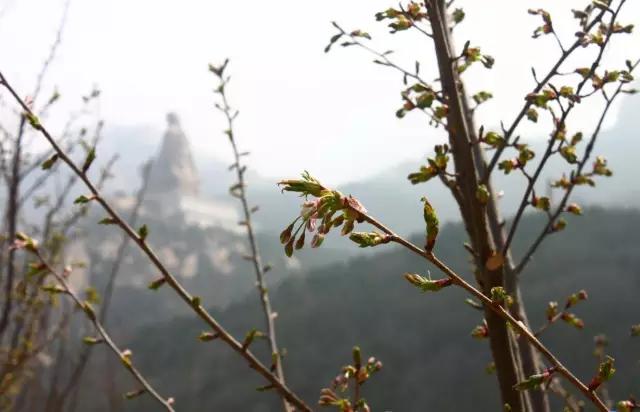 赤山不一樣  “穿著秋褲賞櫻花”模式即將開啟