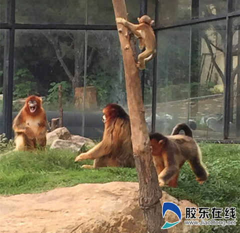 剛出生的川金絲猴寶寶