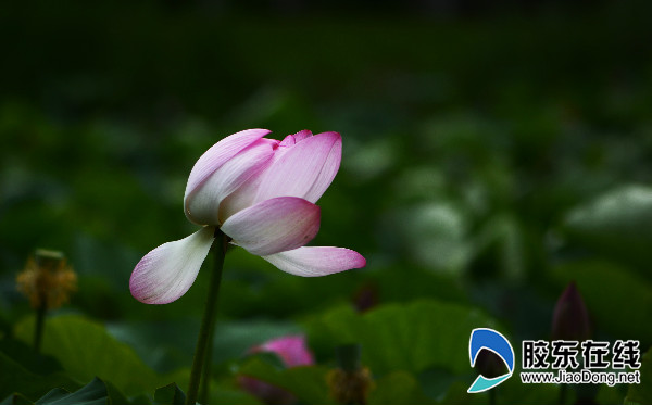 朱巖河荷花盛開，吸引市民賞花游玩